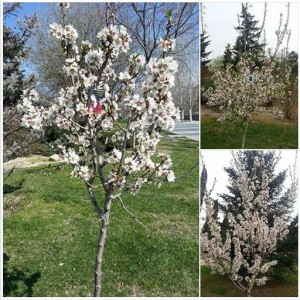 Almendros LAURA 2014